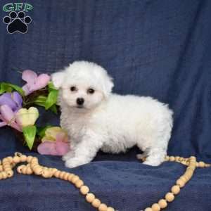 Hopper (Tiny), Bichon Frise Puppy